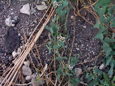Cynanchum acutum L.