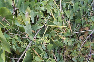 Crisciola Crisciola