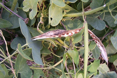 Cynanchum acutum L.