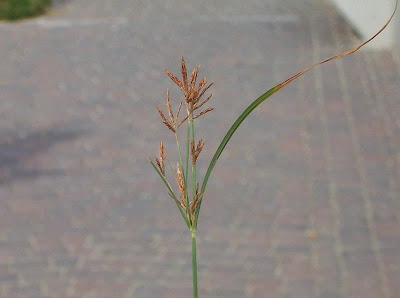 Cyperus rotundus,
alho-bravo,
capim-alho,
capim-dand&aacute;,
casta&ntilde;uela,
chaguan humatag,
coco-grass,
cocograss,
coquito,
juncia,
jun&ccedil;a,
kili'o'opu,
nut sedge,
nut-grass,
nutgrass,
pakopako,
purple nut sedge,
purple nutsedge