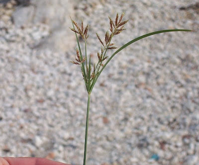 Cyperus rotundus,
alho-bravo,
capim-alho,
capim-dand&aacute;,
casta&ntilde;uela,
chaguan humatag,
coco-grass,
cocograss,
coquito,
juncia,
jun&ccedil;a,
kili'o'opu,
nut sedge,
nut-grass,
nutgrass,
pakopako,
purple nut sedge,
purple nutsedge
