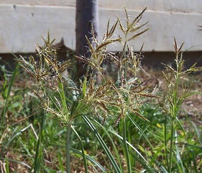 Cyperus rotundus,
alho-bravo,
capim-alho,
capim-dand&aacute;,
casta&ntilde;uela,
chaguan humatag,
coco-grass,
cocograss,
coquito,
juncia,
jun&ccedil;a,
kili'o'opu,
nut sedge,
nut-grass,
nutgrass,
pakopako,
purple nut sedge,
purple nutsedge