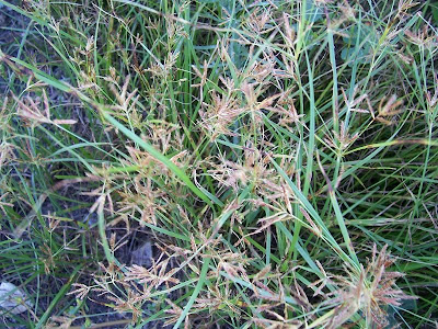 Cyperus rotundus,
alho-bravo,
capim-alho,
capim-dand&aacute;,
casta&ntilde;uela,
chaguan humatag,
coco-grass,
cocograss,
coquito,
juncia,
jun&ccedil;a,
kili'o'opu,
nut sedge,
nut-grass,
nutgrass,
pakopako,
purple nut sedge,
purple nutsedge