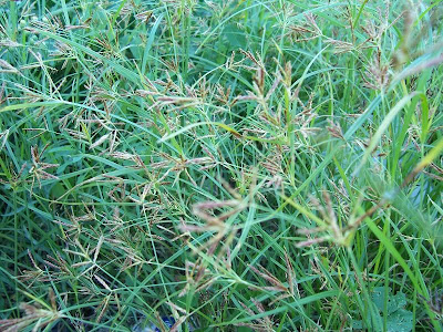 Cyperus rotundus,
alho-bravo,
capim-alho,
capim-dand&aacute;,
casta&ntilde;uela,
chaguan humatag,
coco-grass,
cocograss,
coquito,
juncia,
jun&ccedil;a,
kili'o'opu,
nut sedge,
nut-grass,
nutgrass,
pakopako,
purple nut sedge,
purple nutsedge