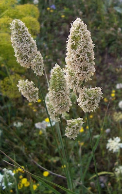 Dactylis glomerata ssp. hispanica,
,
Ascherson's Orchardgrass