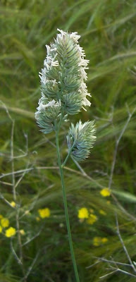 Dactylis glomerata ssp. hispanica,
,
Ascherson's Orchardgrass