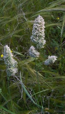 Dactylis glomerata ssp. hispanica,
,
Ascherson's Orchardgrass