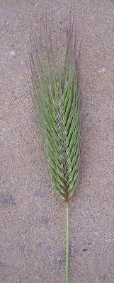 Grano villoso Grano villoso