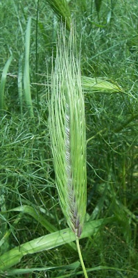 Grano villoso Grano villoso