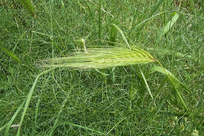 Grano villoso Grano villoso