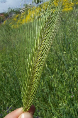 Grano villoso Grano villoso
