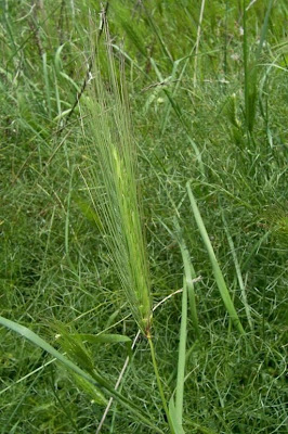 Grano villoso Grano villoso