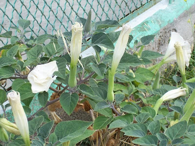 Sacred datura