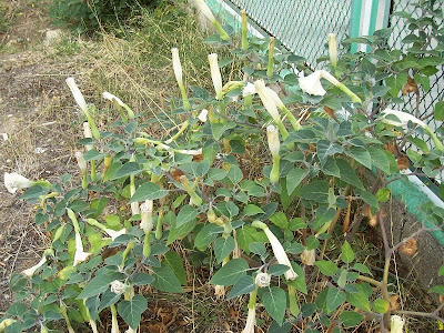 Sacred datura