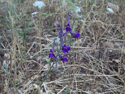 Delphinium halteratum S. et S.
