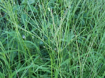 Hairy crab grass