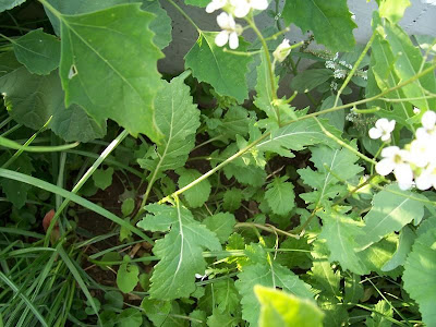 Fausse roquette