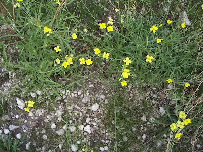 Jaramago silvestre