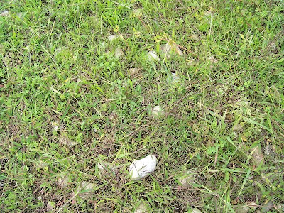Hairy crab grass