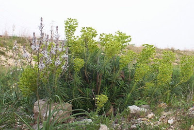 Albanian spurge Albanian spurge
