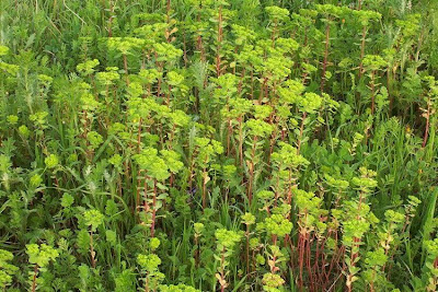 Euphorbia helioscopia L.
