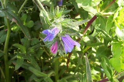Echium plantagineum,
bloudissel,
blueweed,
Paterson's-curse,
pers-echium,
purple echium,
purple viper's-bugloss,
purple-bugloss,
Riverina bluebell,
Salvation Jane,
sonaja,
Viper's Bugloss,
viper's-bugloss,
Viperina piantagginea