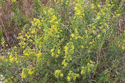 False yellowhead False yellowhead