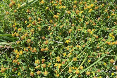 Euforbia spinosa