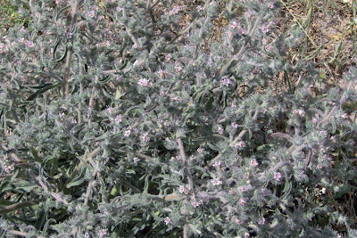 Echium asperrimum,
rough Italian-bugloss,
Viperina ruvidissima