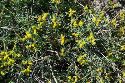 Euforbia spinosa