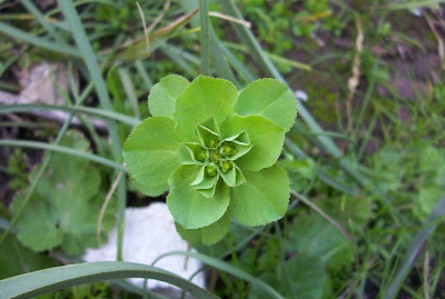 Euforbia calenzuola Euforbia calenzuola