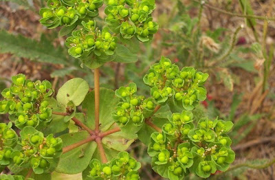 Euforbia calenzuola Euforbia calenzuola