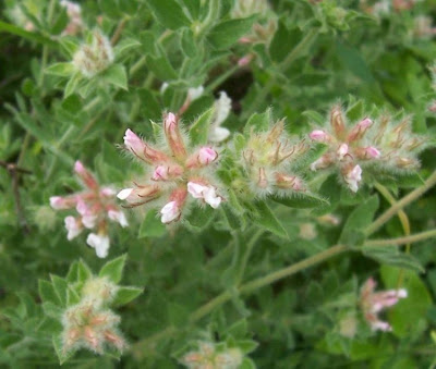 Dorycnium hirsutum,
Canary Clover,
canary-clover,
hairy canary-clover,
Trifoglino irsuto