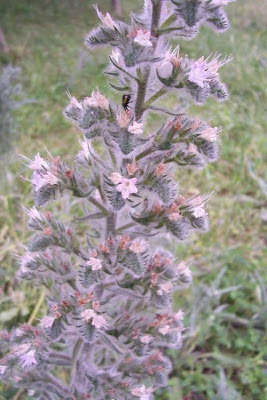 Echium italicum,
borrago-italiano,
Italian viper's bugloss,
Italian vipersbugloss,
Italian-bugloss,
Pale Bugloss,
Viperina maggiore siciliana