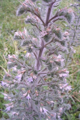 Echium italicum,
borrago-italiano,
Italian viper's bugloss,
Italian vipersbugloss,
Italian-bugloss,
Pale Bugloss,
Viperina maggiore siciliana
