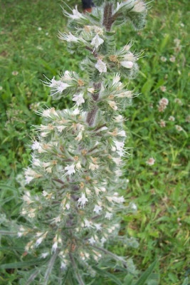 Echium italicum,
borrago-italiano,
Italian viper's bugloss,
Italian vipersbugloss,
Italian-bugloss,
Pale Bugloss,
Viperina maggiore siciliana