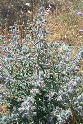 Echium asperrimum,
rough Italian-bugloss,
Viperina ruvidissima