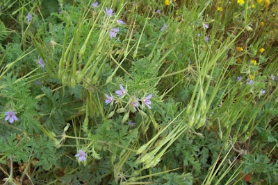 Common stork's bill Common stork's bill