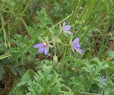 Common stork's bill Common stork's bill