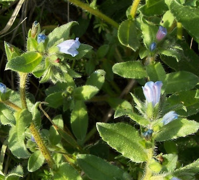 Echium parviflorum,
Small Flowered Bugloss,
Viperina parviflora