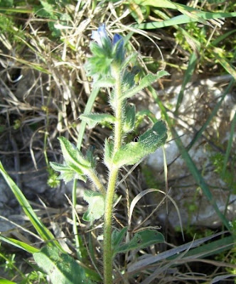 Echium parviflorum,
Small Flowered Bugloss,
Viperina parviflora