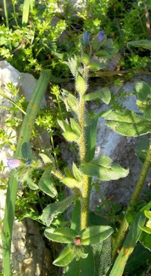 Echium parviflorum,
Small Flowered Bugloss,
Viperina parviflora