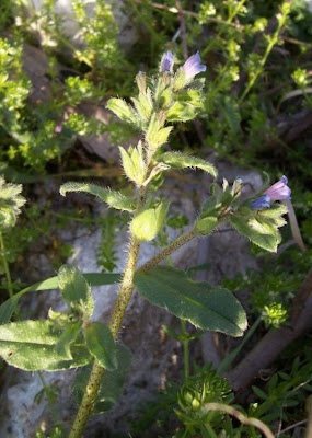 Echium parviflorum,
Small Flowered Bugloss,
Viperina parviflora