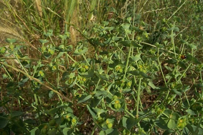 Euphorbia terracina L.