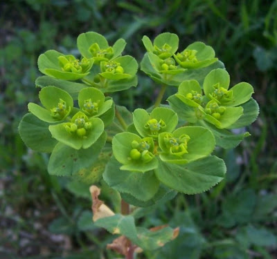 Euforbia calenzuola Euforbia calenzuola