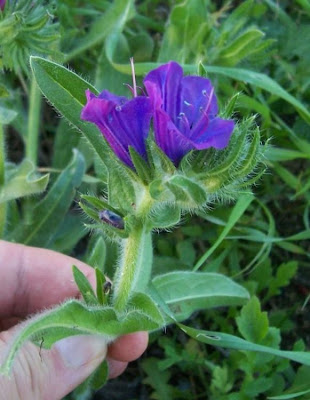 Echium plantagineum,
bloudissel,
blueweed,
Paterson's-curse,
pers-echium,
purple echium,
purple viper's-bugloss,
purple-bugloss,
Riverina bluebell,
Salvation Jane,
sonaja,
Viper's Bugloss,
viper's-bugloss,
Viperina piantagginea