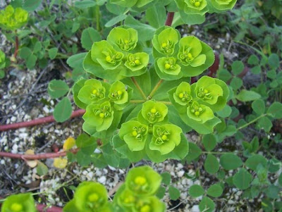 Euforbia calenzuola Euforbia calenzuola