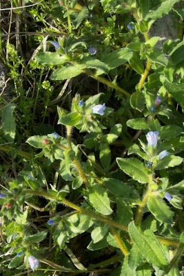 Echium parviflorum,
Small Flowered Bugloss,
Viperina parviflora