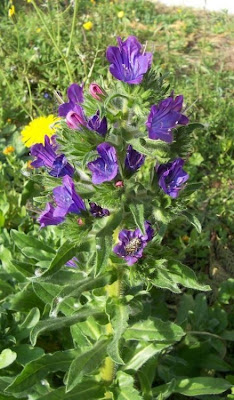 Echium plantagineum,
bloudissel,
blueweed,
Paterson's-curse,
pers-echium,
purple echium,
purple viper's-bugloss,
purple-bugloss,
Riverina bluebell,
Salvation Jane,
sonaja,
Viper's Bugloss,
viper's-bugloss,
Viperina piantagginea