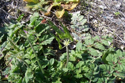 Musky stork's-bill